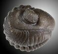 Wide Enrolled Eldredgeops Trilobite - Silica Shale #31795-2